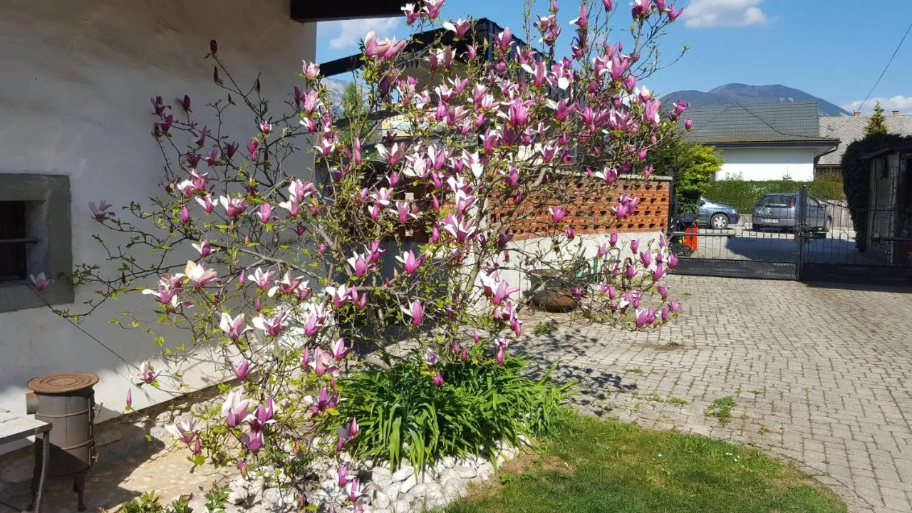 Cvetoča magnolija ob vhodu na dvorišče, zadaj gore